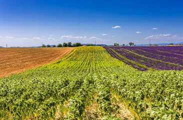 Deurstickers Champs de blé, tournesol et lavande sur le plateau de Valensole  © Unclesam