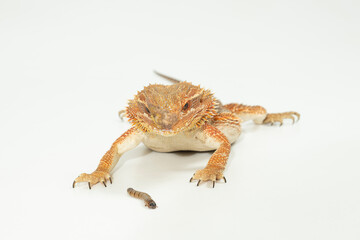 bartagame, Pogona Vitticeps