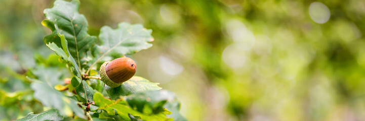 Close up of an acorn on a branch of an oak tree in a forest in autumn, green nature panoramic header with copy space