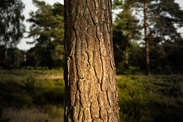 tree in the forest