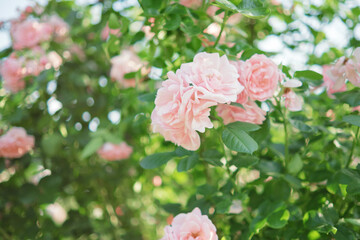 Bushes of blooming light pink roses in the garden.