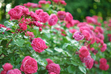 Obraz premium Bushes of blooming bright pink roses in the garden.
