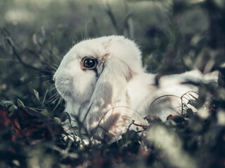 white rabbit in the forest