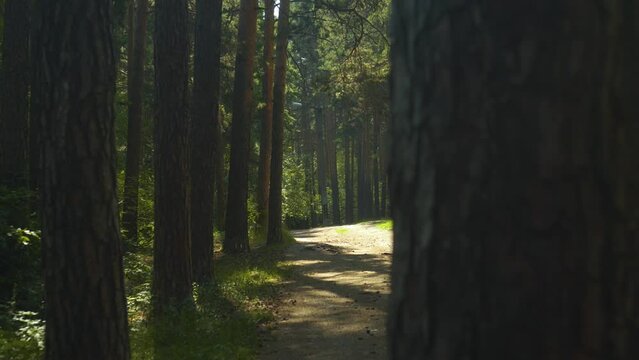 Walking Trail in the Park Between Pine Trees on a Sunny Summer Day. Beautiful Pine Forest. Walking Path in Wild Green Pine Forest