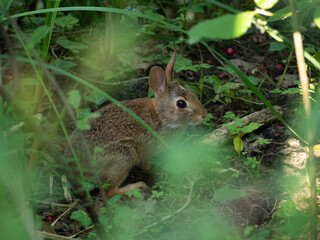 rabbit in the garden