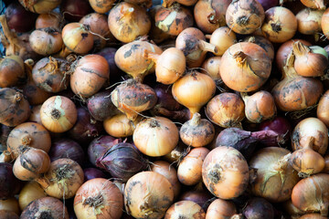 home grown organic bio onions