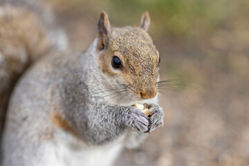 Close up of a squirrel with a diffused background
