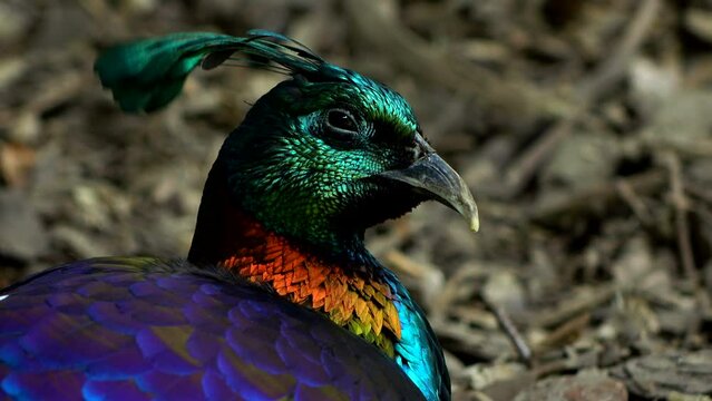 Beautiful colorful rainbow bird sitting and looking side view 4K. Calm scene, portrait, outdoor, jungle, zoo, nature, animal, beak, plume, wild, color, real time, close up, ultra hd. ProRes 422 HQ.