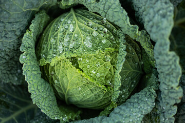 fresh organic cabbage top view