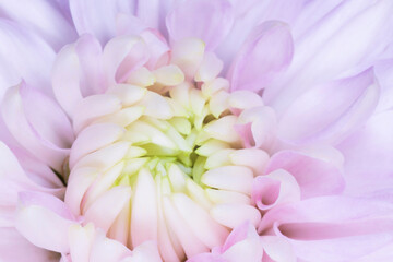 petals of violet chrysanthemum flower