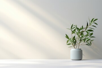 home plant in the pot on the wall background with sunlights from the window