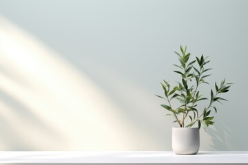 home plant in the pot on the wall background with sunlights from the window