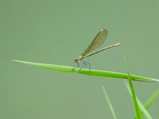 A female banded demoiselle resting on a grass