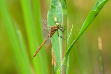 A green eyed hawker resting on a plant
