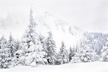 Winter landscape of mountains with snowy spruces in fir forest in mountains