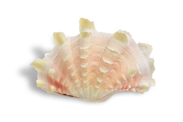 sea shell  isolated on white background. This has clipping path.