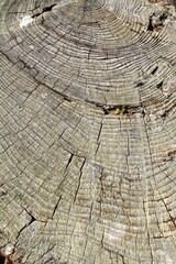 Rotten wood tree stump with concentric rings vertical outdoor nature background texture