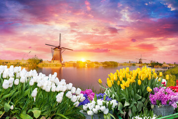 Landscape with tulips, traditional dutch windmills and houses near the canal in Zaanse Schans, Netherlands, Europe. High quality photo