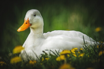 Weiße Ente auf der Wiese