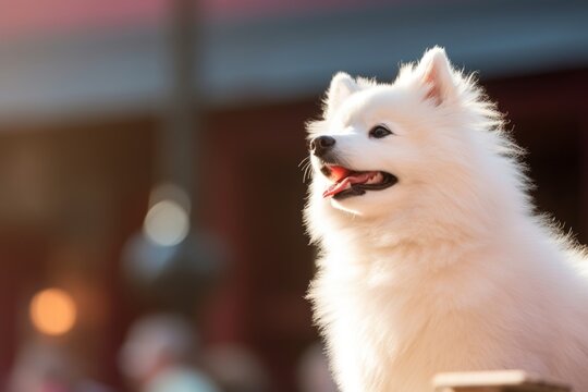 Photography in the style of pensive portraiture of a smiling american eskimo dog looking out the window wearing a cooling vest against a lively concert stage. With generative AI technology