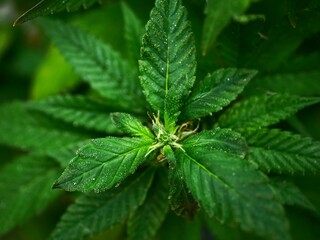 cannabis leaf on black background