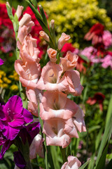 Colorful gladioli blooming in the summer in the garden