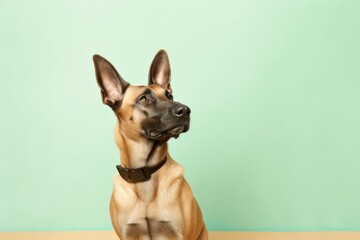 Medium shot portrait photography of a cute belgian malinois dog scratching furniture wearing a fairy wings against a pastel green background. With generative AI technology