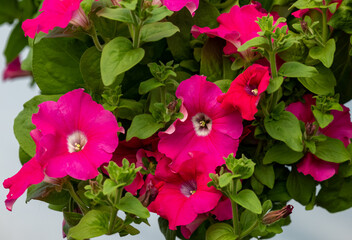 Blooming red surfinia flowers with beautiful delicate petals
