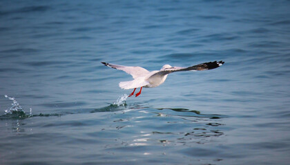 seagull flying over water