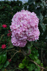 A single fresh pinkish hydrangea