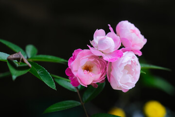 A bunch of roses among other plants