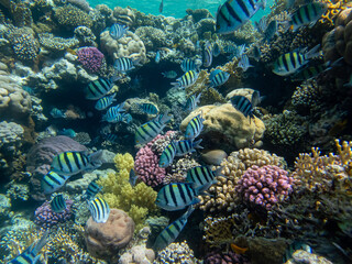 Naklejka na ściany i meble Flock of fish in the expanse of a coral reef in the Red Sea
