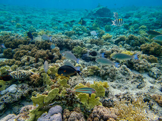 Flock of fish in the expanse of a coral reef in the Red Sea