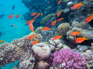Flock of fish in the expanse of a coral reef in the Red Sea