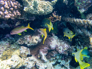 Flock of fish in the expanse of a coral reef in the Red Sea