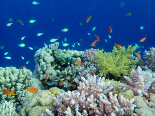 Flock of fish in the expanse of a coral reef in the Red Sea