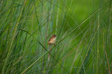 Zitting cisticola
A small bird found mainly in grasslands