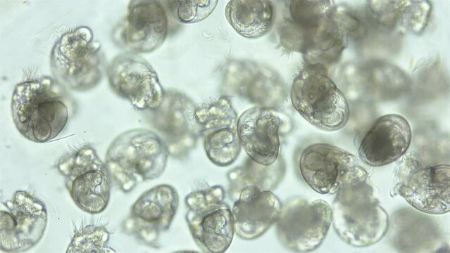 Larvae veliger Mollusca in a clutch of eggs under microscope, class Gastropoda. White sea
