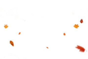 Autumn leaf border. Wave of falling leaves. Leaf fall flying png.  Autumn  leaves. Leaves in the wind. golden orange brown colour of maple tree leaves in autumn