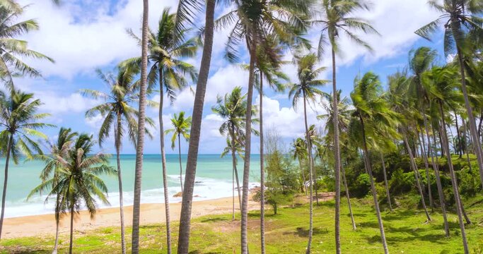 timelapse footage tropical coconut palm trees CLOUDS FAST MOVING AWAY, ROLLING IN SUNNY DAY SKY, blue cloudscape time lapse background