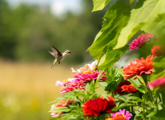 Fototapeta premium Summer Flowers and Hummingbird