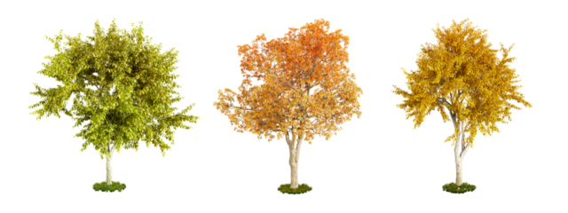 Isolated autumn tree on white background