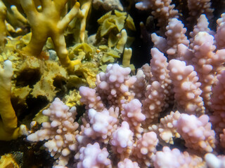 Naklejka na ściany i meble Extraordinarily beautiful corals in the coral reef of the Red Sea