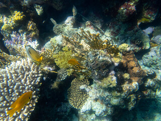 Fototapeta na wymiar Extraordinarily beautiful corals in the coral reef of the Red Sea