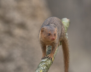 Common dwarf mongoose 