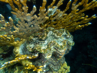 Extraordinarily beautiful corals in the coral reef of the Red Sea