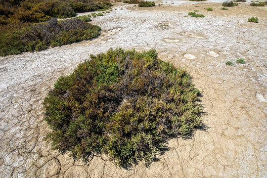 ausgetrockneter See in der Camargue
