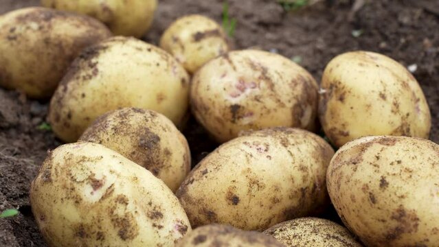 The harvest of potato is gathered, close-up