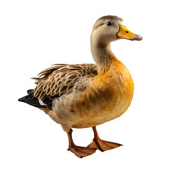Fototapeta premium duck isolated on transparent background ,village duck cut out png ,generative ai