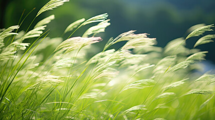 A of blades of grass swaying in the breeze